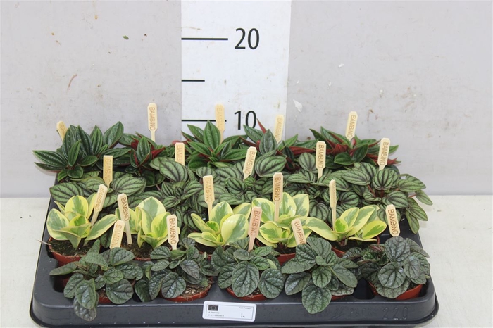 <h4>Peperomia Gemengd</h4>