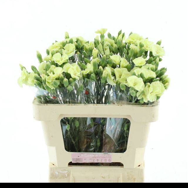 <h4>DI TE SYMPLY VERDE</h4>