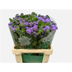 Ager H Blue Horizon