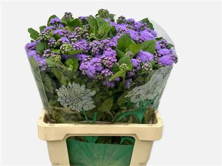 Ager H Blue Horizon