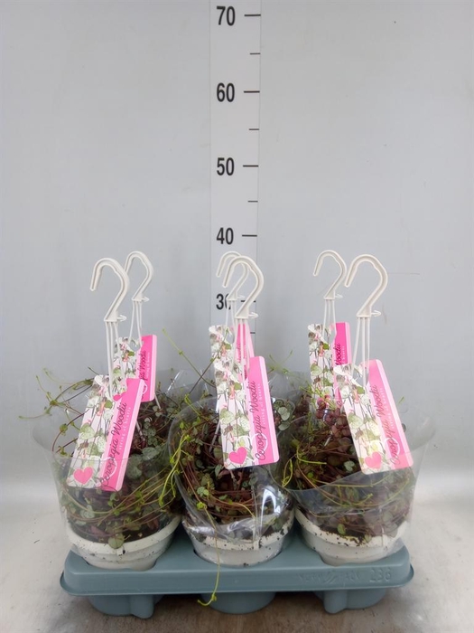 <h4>Ceropegia woodii 'Silver Glory'</h4>