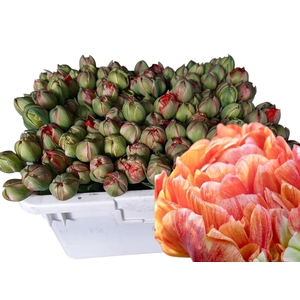 TU DU GUDOSHNIK DOUB