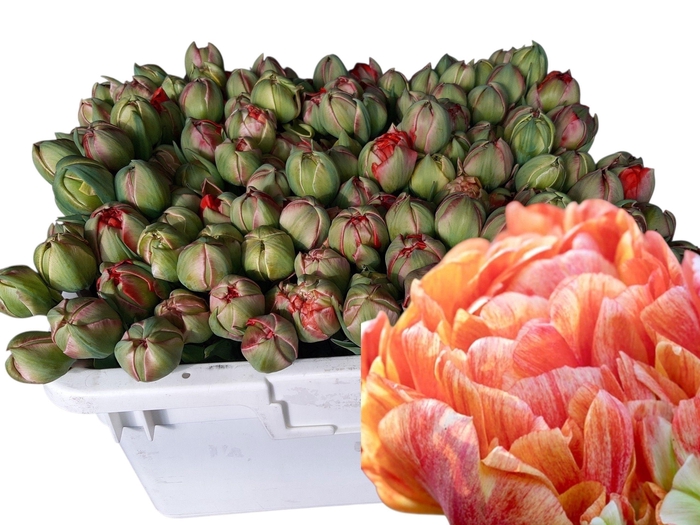 <h4>TU DU GUDOSHNIK DOUB</h4>