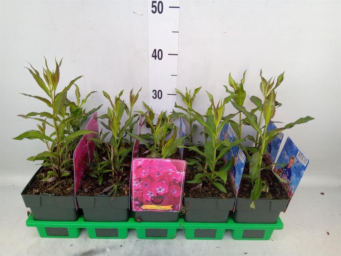 <h4>Phlox panic.   ...</h4>