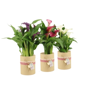 2501178: Solutionss Lovess