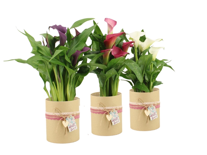 <h4>2501178: Solutionss Lovess</h4>