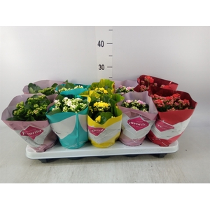 Kalanchoe blos. 'Perfecta'  ..mix 5