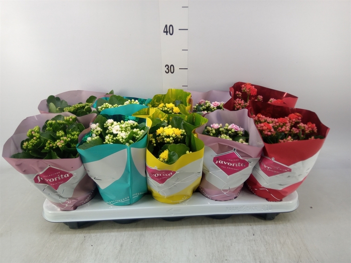 <h4>Kalanchoe blos. 'Perfecta'  ..mix 5</h4>
