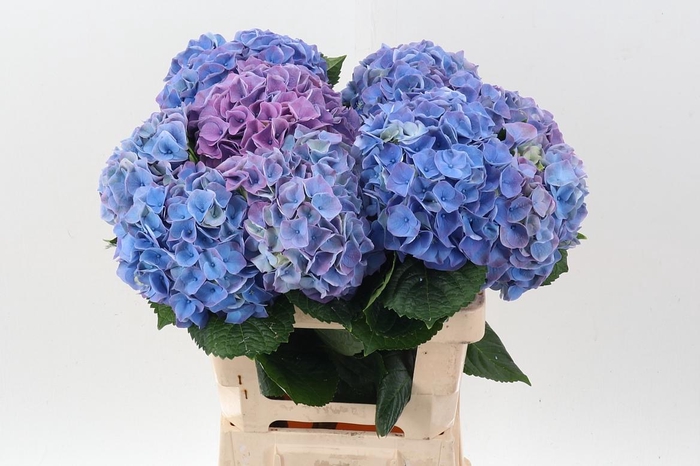 <h4>Hydr M My Riviera</h4>