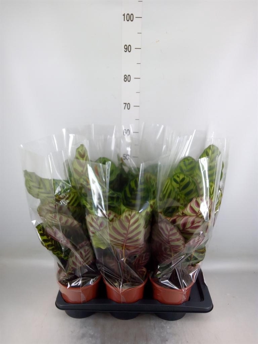 <h4>Calathea makoyana</h4>