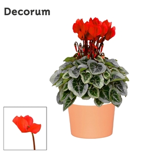 Cyclaam Picasso Red Terra Cotta