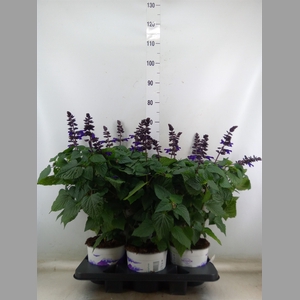 Salvia  'Salgoon Lake Onega Impr.'