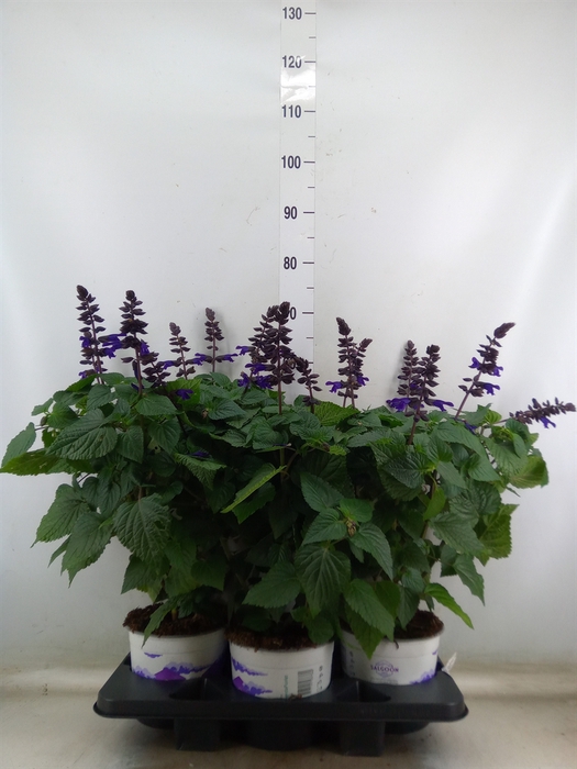 <h4>Salvia  'Salgoon Lake Onega Impr.'</h4>