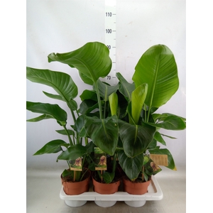 Strelitzia nicolai