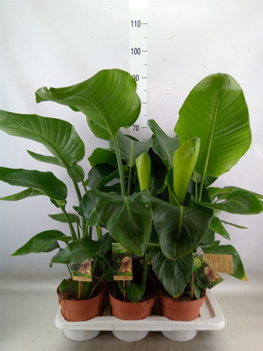 <h4>Strelitzia nicolai</h4>