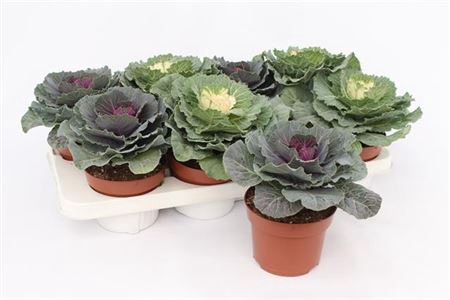 Brassica Oleracea