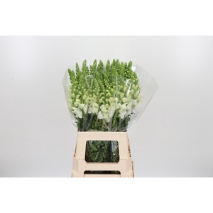 Antirrhinum - Po Early White