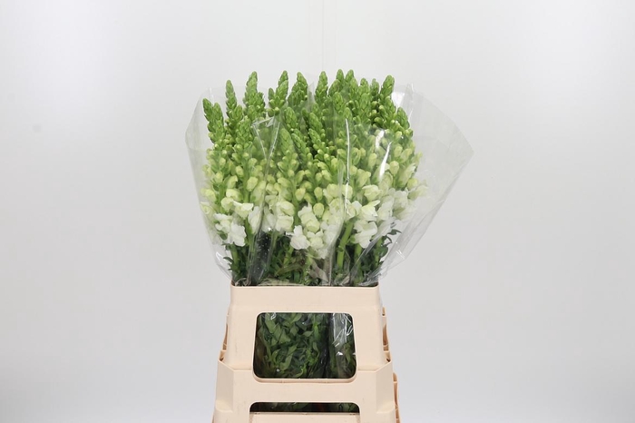 <h4>Antirrhinum - Po Early White</h4>