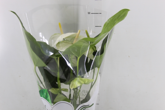 <h4>ANTHURIUM ALASKA P17</h4>