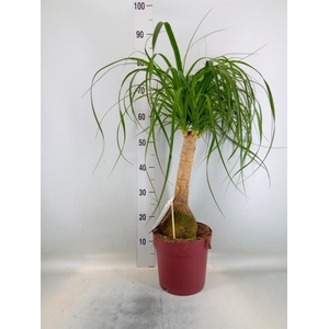 Beaucarnea recurvata