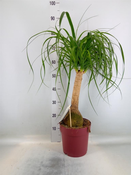 <h4>Beaucarnea recurvata</h4>