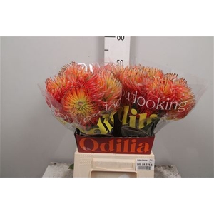 Leuco Blanche (orange)