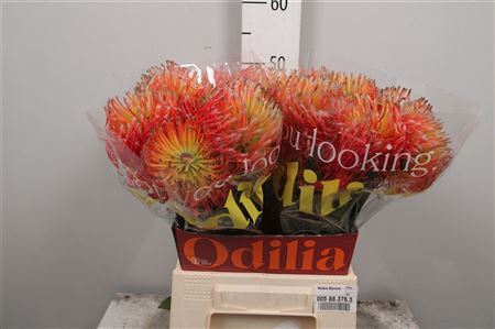 Leuco Blanche (orange)