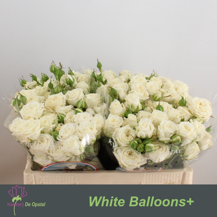 <h4>R tr White Balloons+</h4>