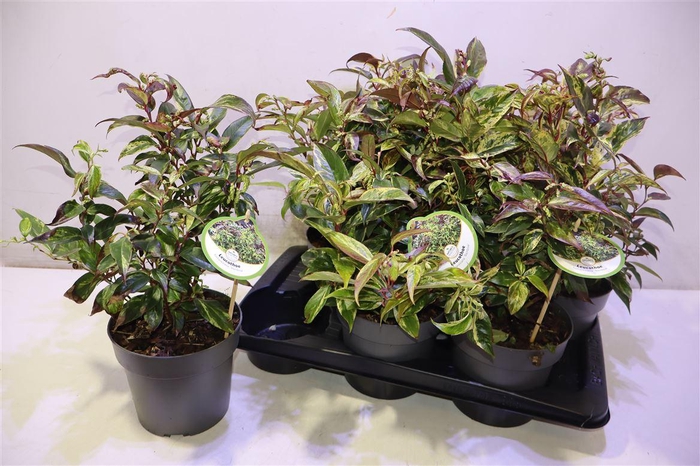 <h4>Leucot Font Rain</h4>