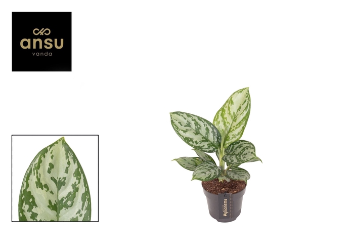 <h4>Aglaonema Jungle Silver</h4>