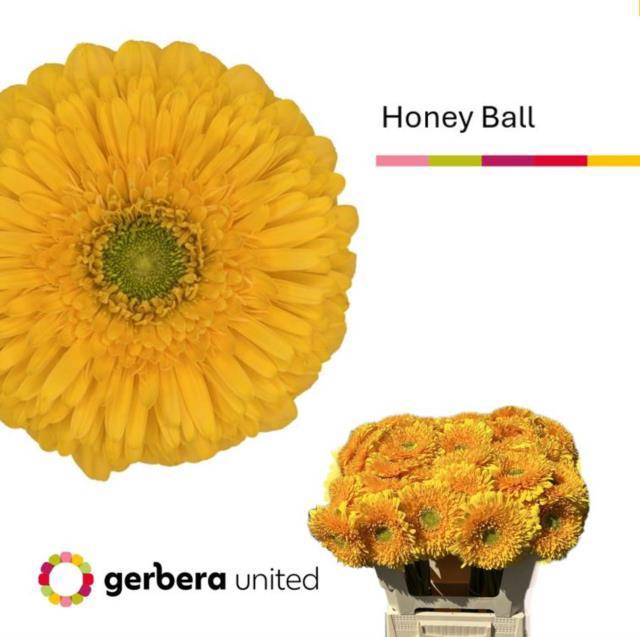<h4>GE GB HONEY BALL</h4>