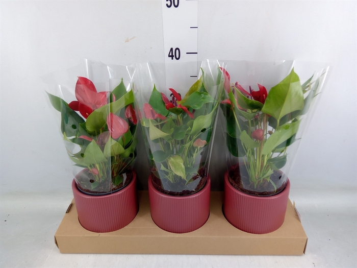 <h4>Anthurium  'Banderola Lava'</h4>