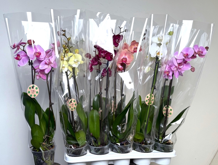 <h4>PHAL GEM 7 KL</h4>