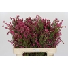 Cape Green Erica Pink