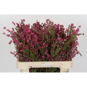Cape Green Erica Pink