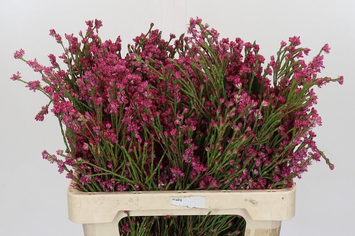 Cape Green Erica Pink