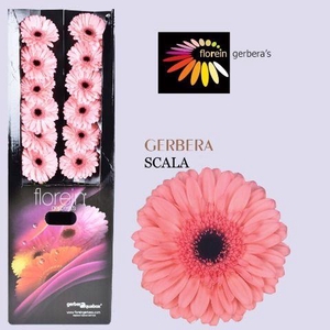 Gerbera aquabox scala