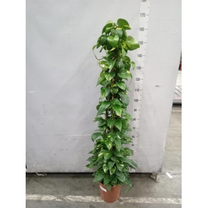 Epipremnum pinn. 'Aureum'