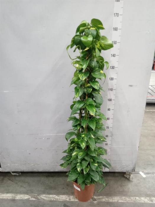 <h4>Epipremnum pinn. 'Aureum'</h4>