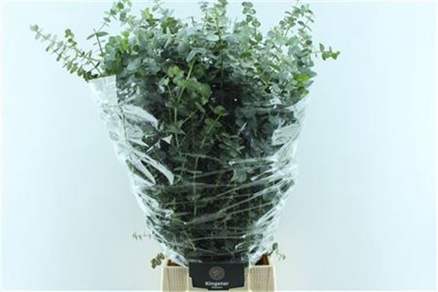 <h4>EUCALYPTUS  'BABY BLUE'</h4>