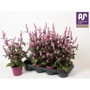CEL WILD PINK