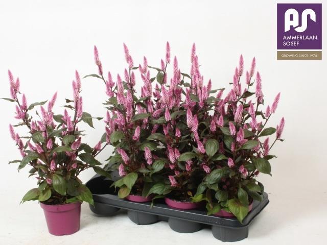 <h4>CEL WILD PINK</h4>