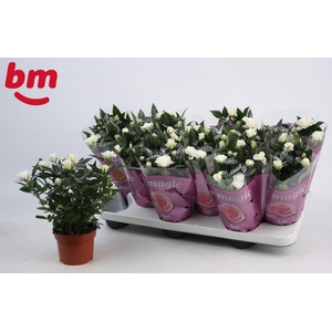 Rosa White Jewel Beau Monde met glitter