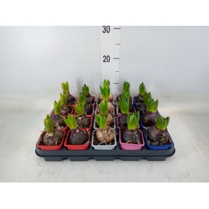 Hyacinthus orie.   ...mix 4