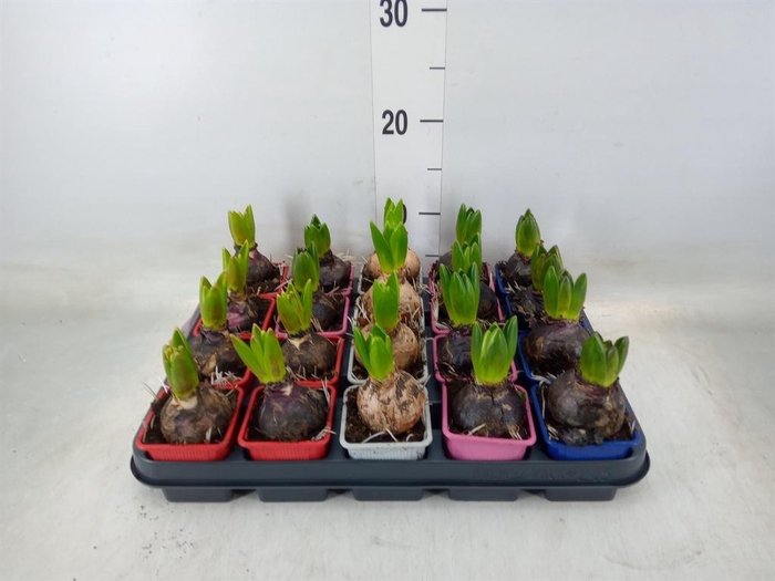 <h4>Hyacinthus orie.   ...mix 4</h4>
