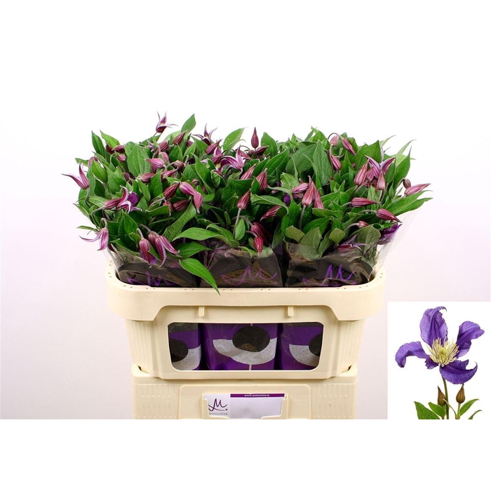 <h4>Clem Blue Pirouette</h4>