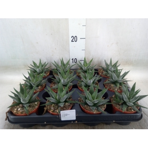 Haworthia fasciala 'Concolor'