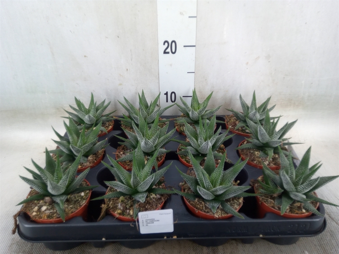 <h4>Haworthia fasciala 'Concolor'</h4>