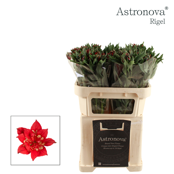 Alstroemeria Astronova Rigel