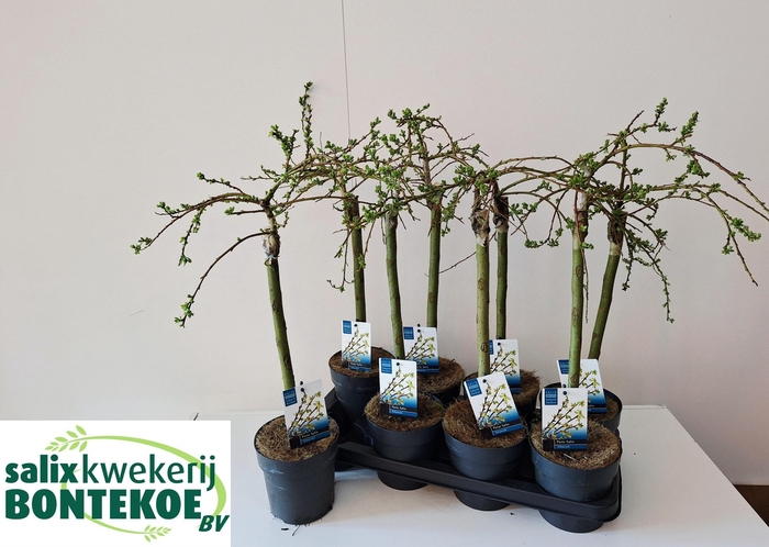 <h4>SALIX ARBUSCULA</h4>